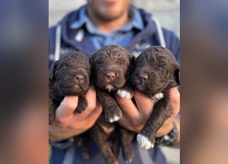 Lagotto Romagnolo – Hochwertige Welpen aus der registrierten Zuchtstätte King of the Truffles
