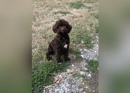 Lagotto Romagnolo – Hochwertige Welpen aus der registrierten Zuchtstätte King of the Truffles