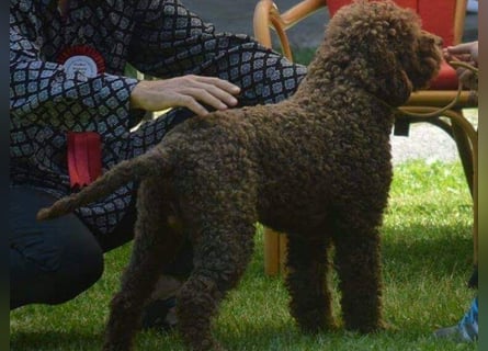 Lagotto Romagnolo – Hochwertige Welpen aus der registrierten Zuchtstätte King of the Truffles