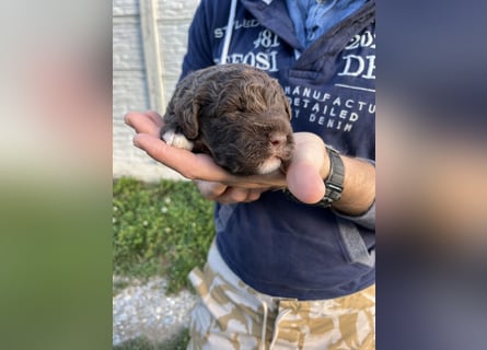 Lagotto Romagnolo – Hochwertige Welpen aus der registrierten Zuchtstätte King of the Truffles