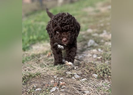 Lagotto Romagnolo – Hochwertige Welpen aus der registrierten Zuchtstätte King of the Truffles