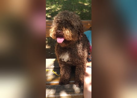 Lagotto Romagnolo – Hochwertige Welpen aus der registrierten Zuchtstätte King of the Truffles