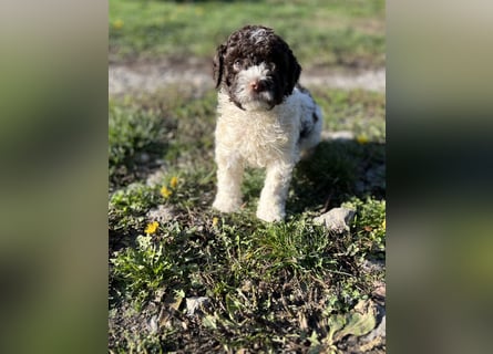 Lagotto Romagnolo – Hochwertige Welpen aus der registrierten Zuchtstätte King of the Truffles