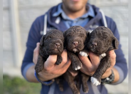 Lagotto Romagnolo – Hochwertige Welpen aus der registrierten Zuchtstätte King of the Truffles