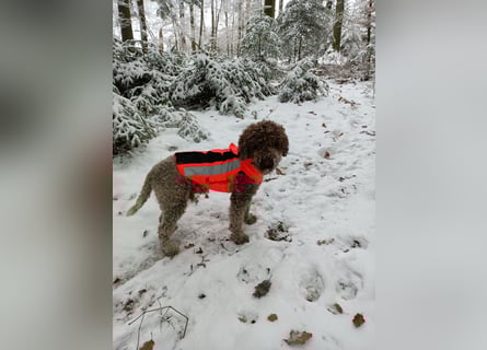 Lagotto Romagnolo