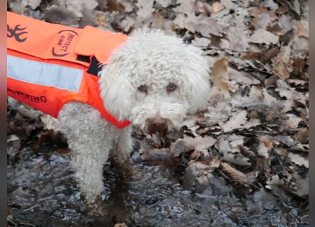 Lagotto Romagnolo