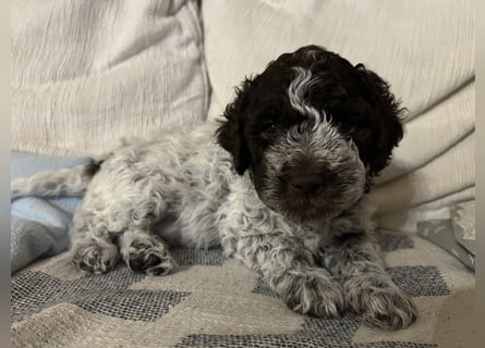 Lagotto Romagnolo Welpen 