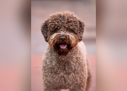 Deckrüde ANTARES Lagotto Romagnolo