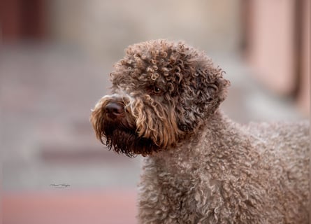 Deckrüde ANTARES Lagotto Romagnolo