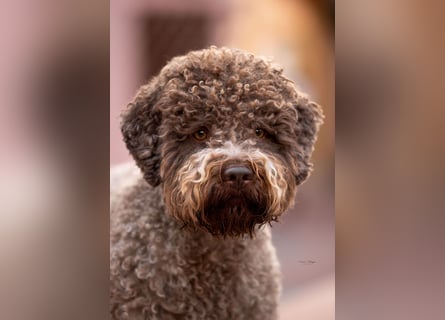 Deckrüde ANTARES Lagotto Romagnolo