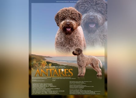 Deckrüde ANTARES Lagotto Romagnolo