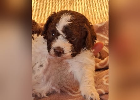 Lagotta Romagnolo Welpen