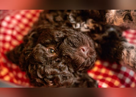 Lagotto Romagnolo Welpen