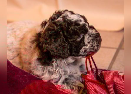 Lagotto Romagnolo Welpen