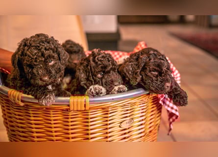 Lagotto Romagnolo Welpen