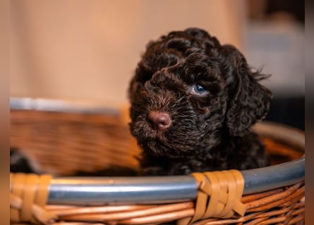 Lagotto Romagnolo Welpen