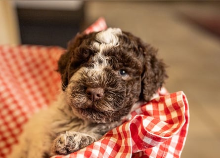 Lagotto Romagnolo Welpen