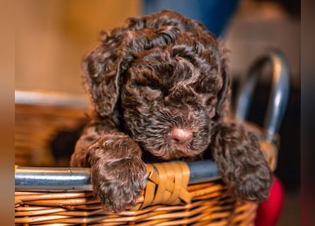 Lagotto Romagnolo Welpen
