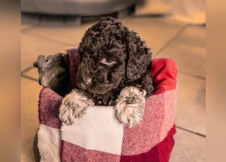 Lagotto Romagnolo Welpen