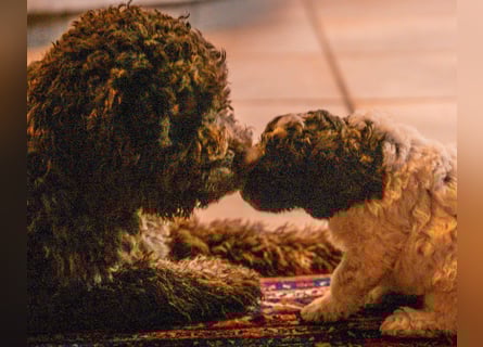 Lagotto Romagnolo Welpen