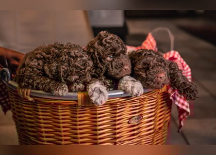Lagotto Romagnolo Welpen