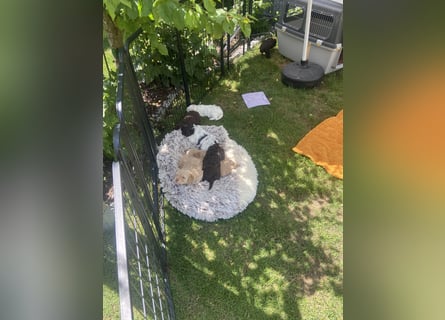 Lagotto Romagnolo