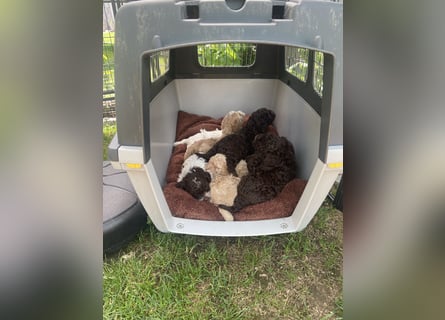 Lagotto Romagnolo