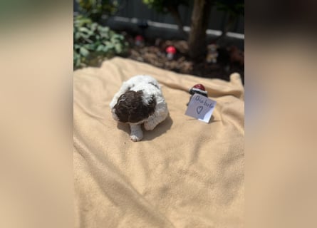 Lagotto Romagnolo