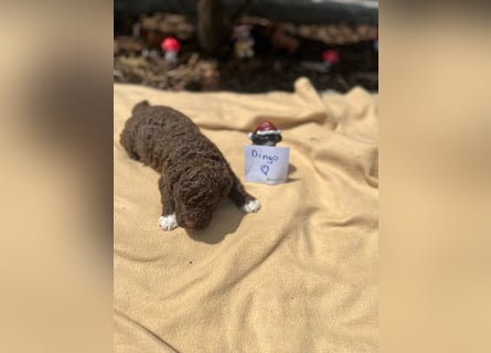 Lagotto Romagnolo