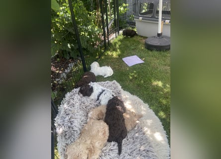 Lagotto Romagnolo