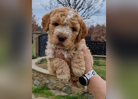 Cuccioli di Lagotto Romagnolo con pedigree export