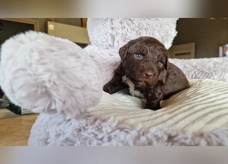 Cuccioli di Lagotto Romagnolo con pedigree export