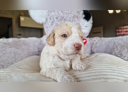 Cuccioli di Lagotto Romagnolo con pedigree export