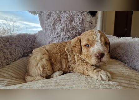 Cuccioli di Lagotto Romagnolo con pedigree export
