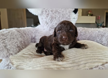 Cuccioli di Lagotto Romagnolo con pedigree export