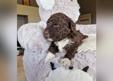 Cuccioli di Lagotto Romagnolo con pedigree export