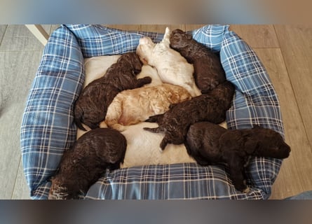 Cuccioli di Lagotto Romagnolo con pedigree export