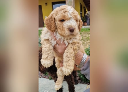 Cuccioli di Lagotto Romagnolo con pedigree export