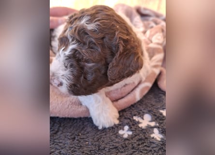 Lagotto Romagnolo Welpen