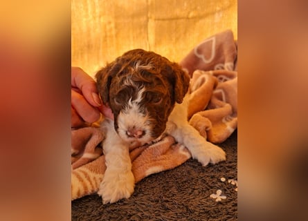 Lagotto Romagnolo Welpen