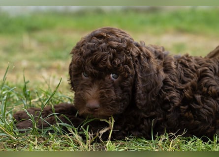 Lagotto Romagnolo Welpen