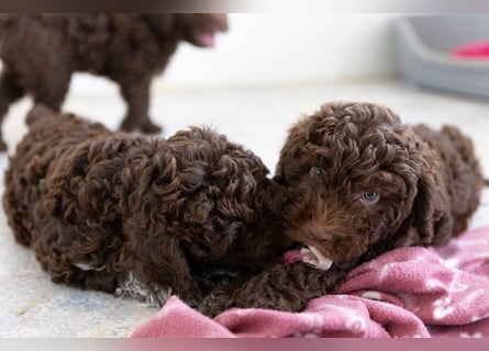 Lagotto Romagnolo Welpen