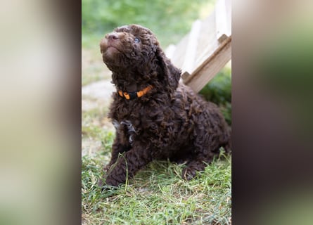 Lagotto Romagnolo Welpen