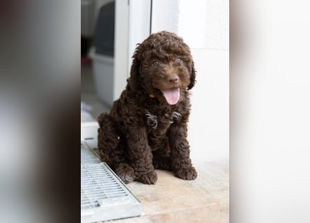 Lagotto Romagnolo Welpen