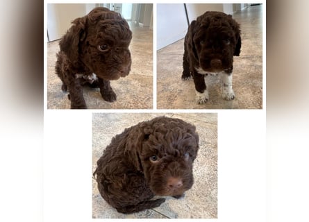 Lagotto Romagnolo Welpen