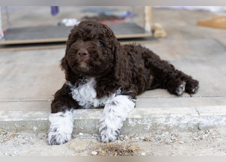 Lagotto Romagnolo Welpen