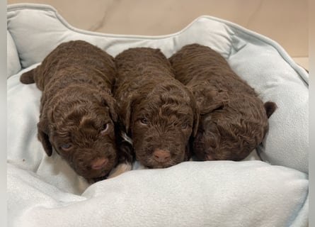 Lagotto Romagnolo Welpen