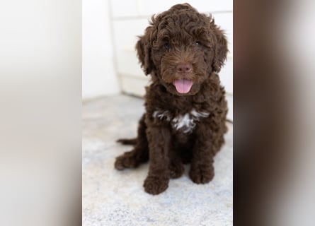 Lagotto Romagnolo Welpen