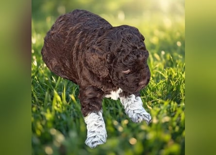 Lagotto - ein Herz aus Locken und Liebe