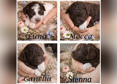 Lagotto - ein Herz aus Locken und Liebe